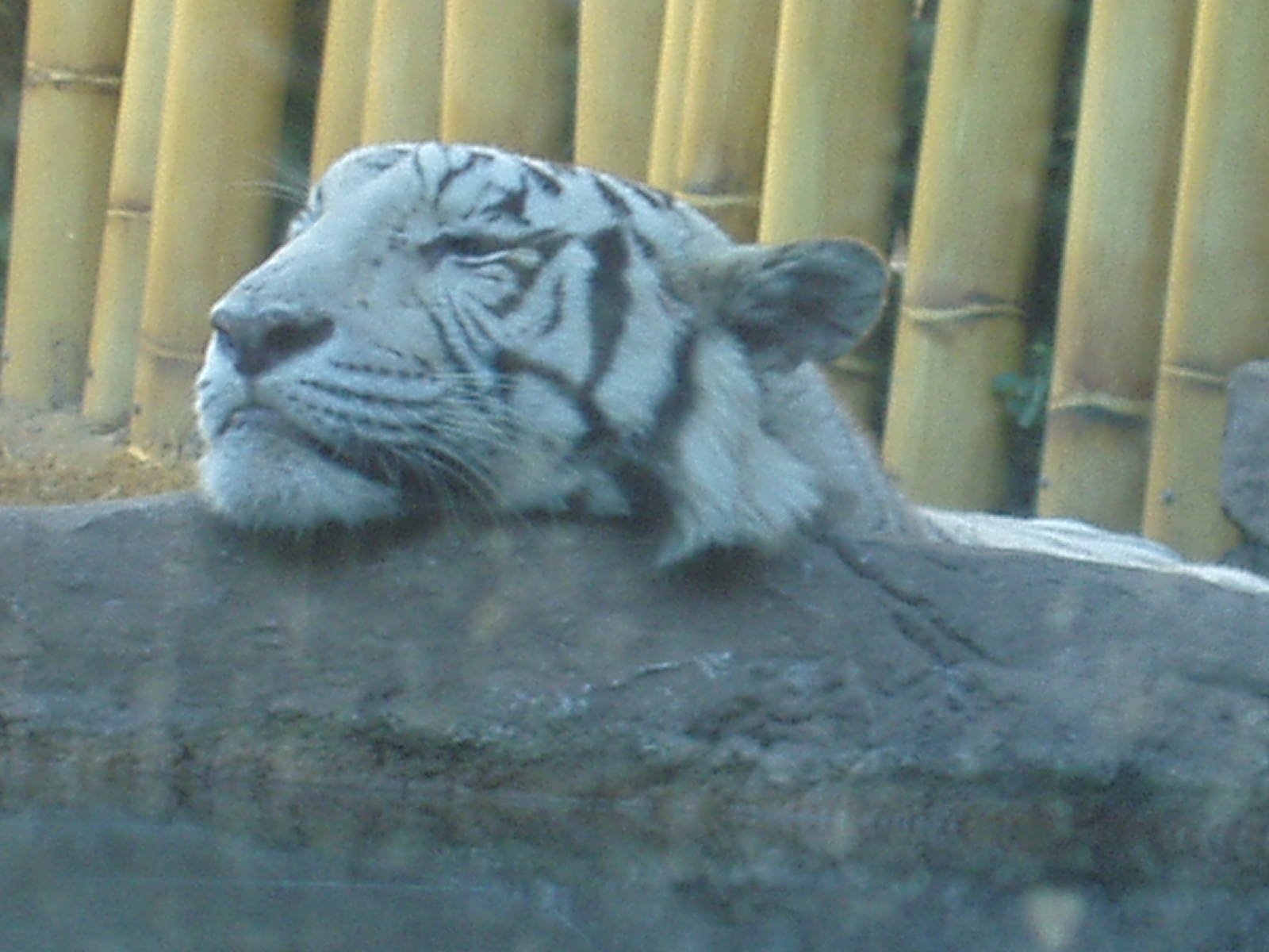 Jungala -White Tiger