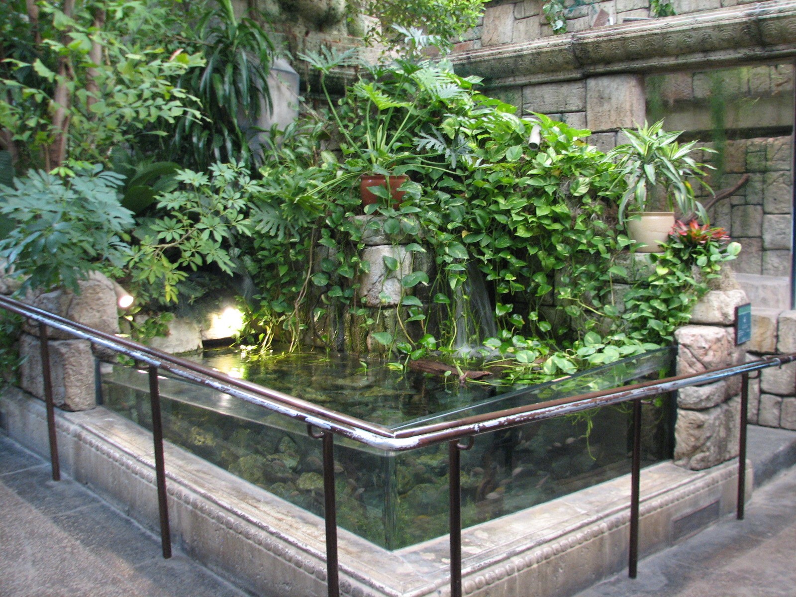 Jungle - African Cichlid Brichardi Exhibit