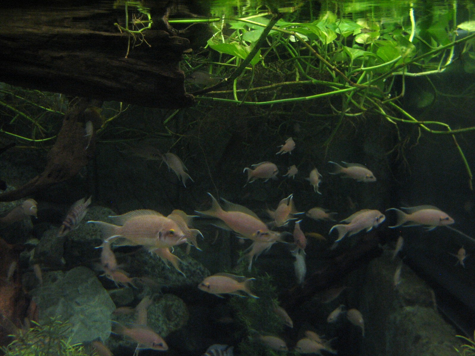 Jungle - African Cichlid Brichardi Exhibit
