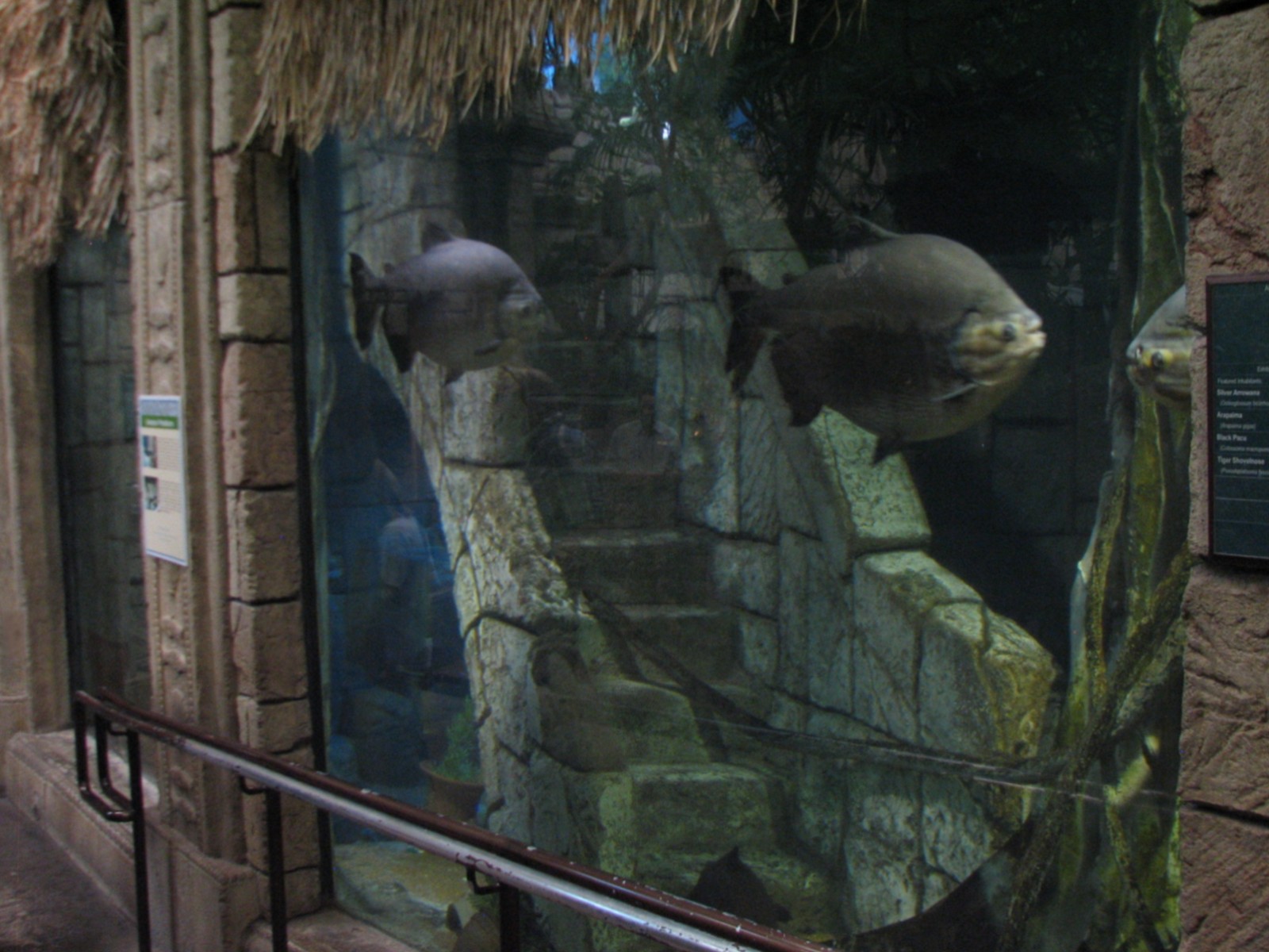 Jungle - Amazon Predators Exhibit