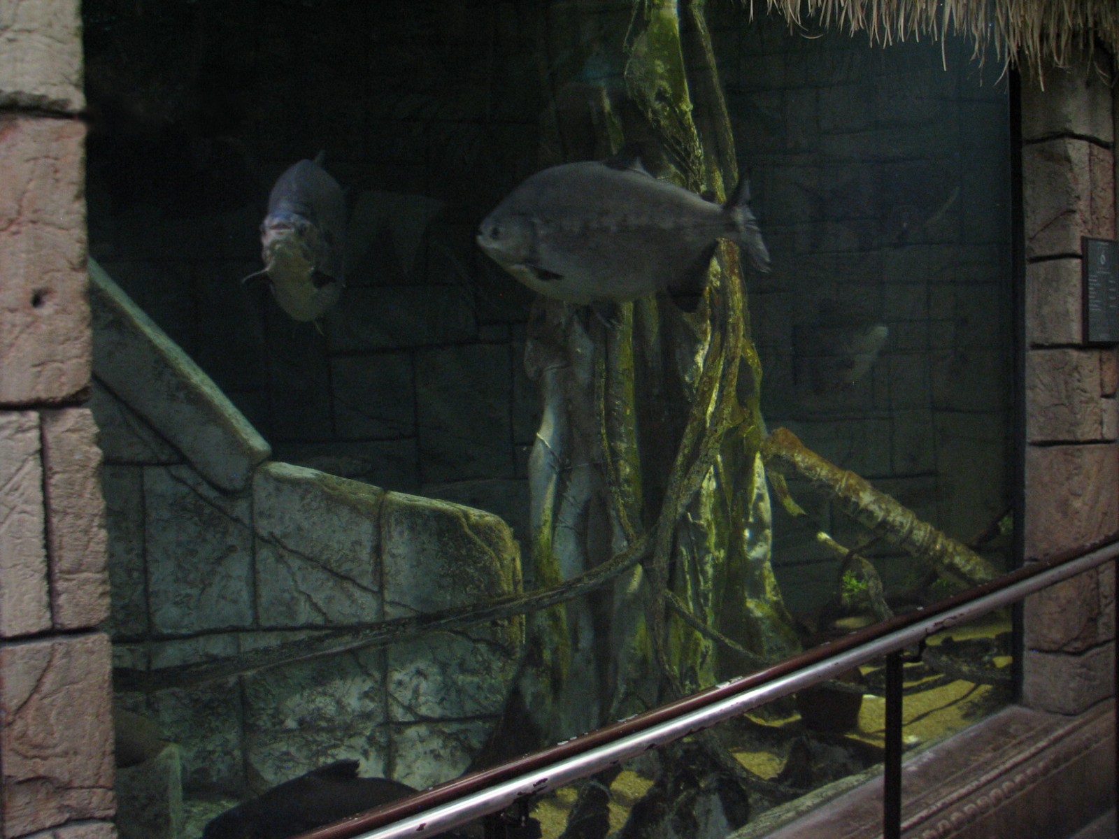 Jungle - Amazon Predators Exhibit