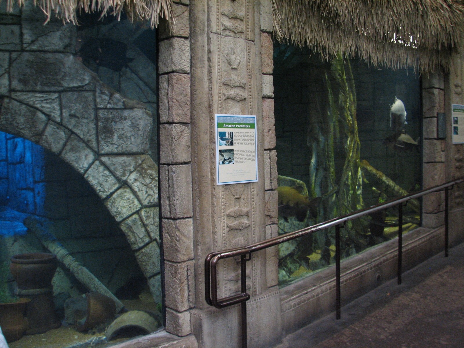 Jungle - Amazon Predators Exhibit
