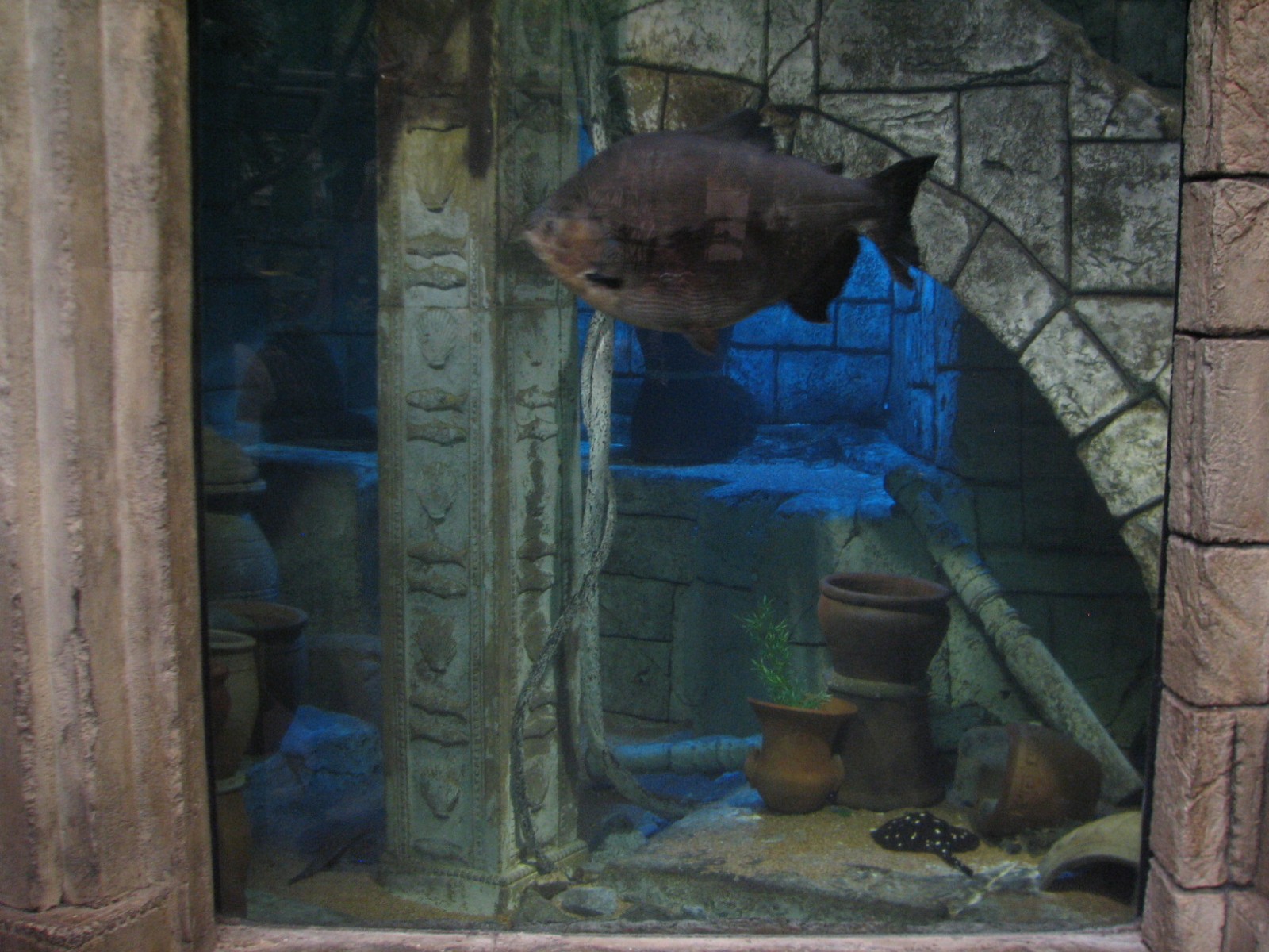 Jungle - Amazon Predators Exhibit