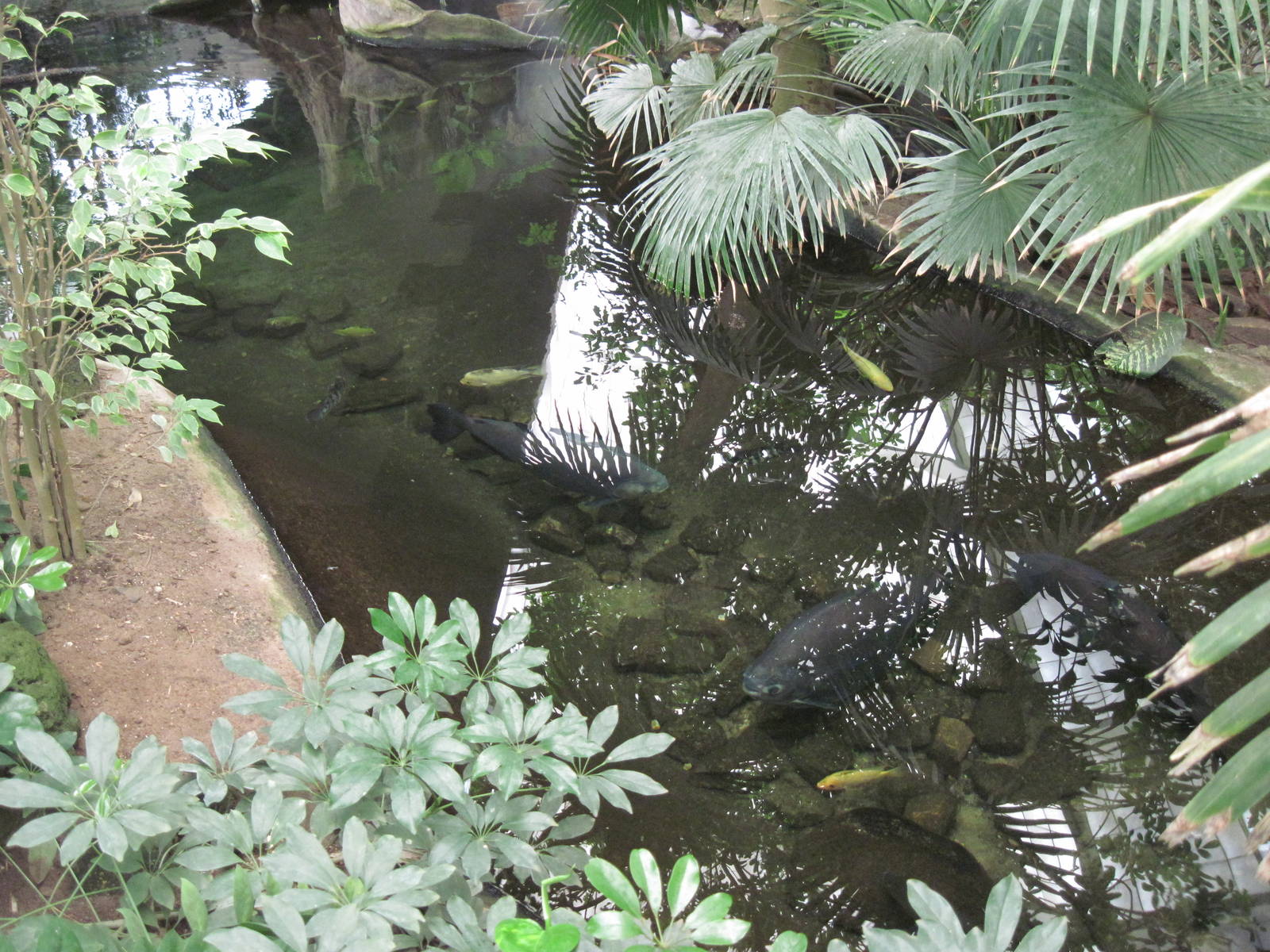 Jungle-Amazon River Pool