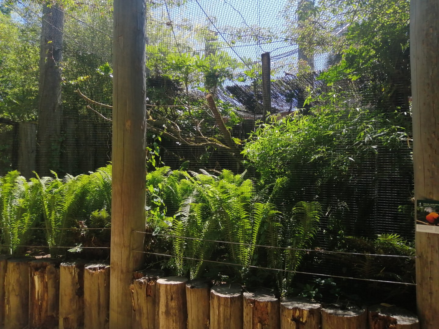 Jungle Aviary - Andean Cock-of-the-rock