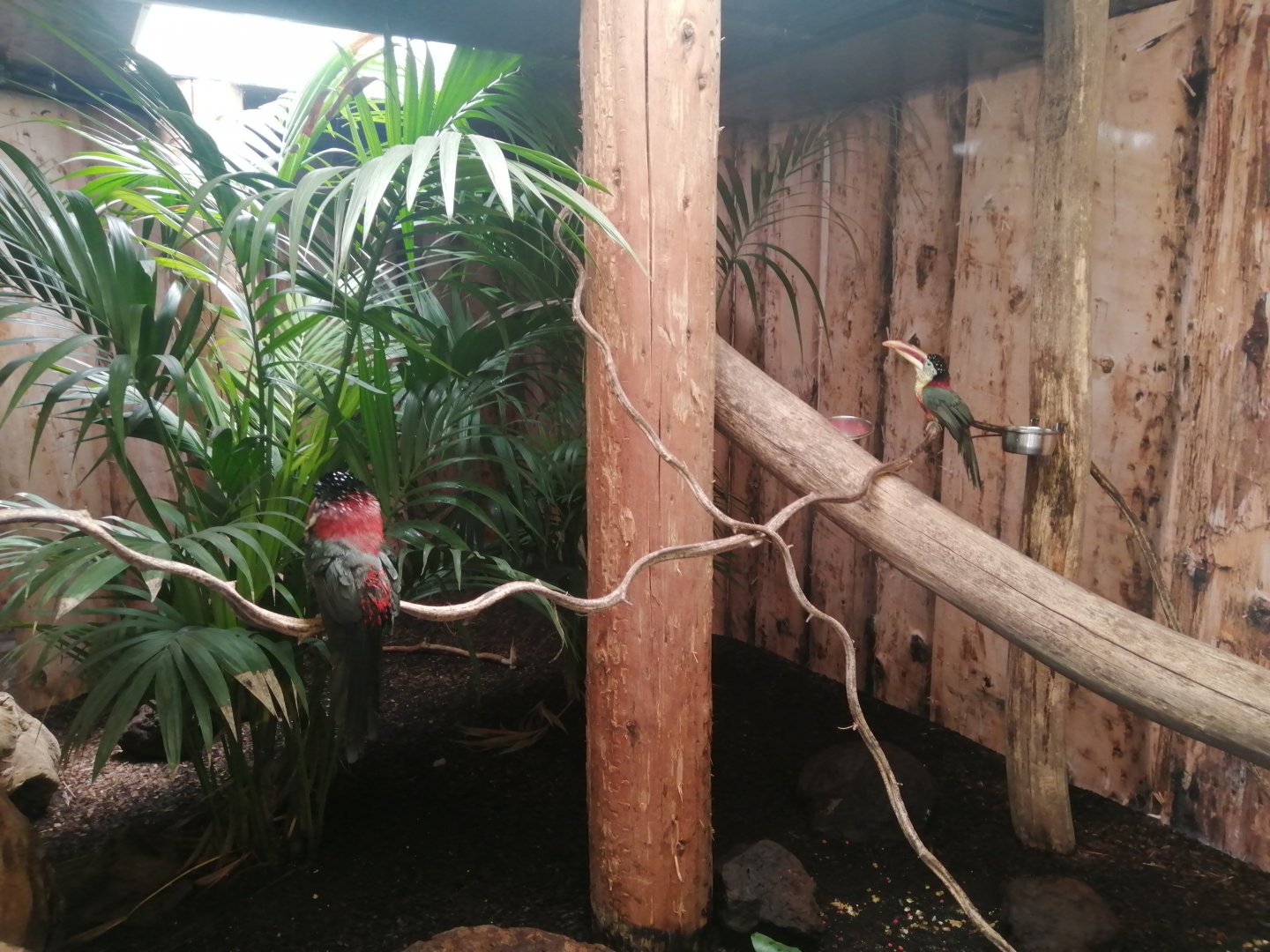 Jungle Aviary - Curl-crested Aracari