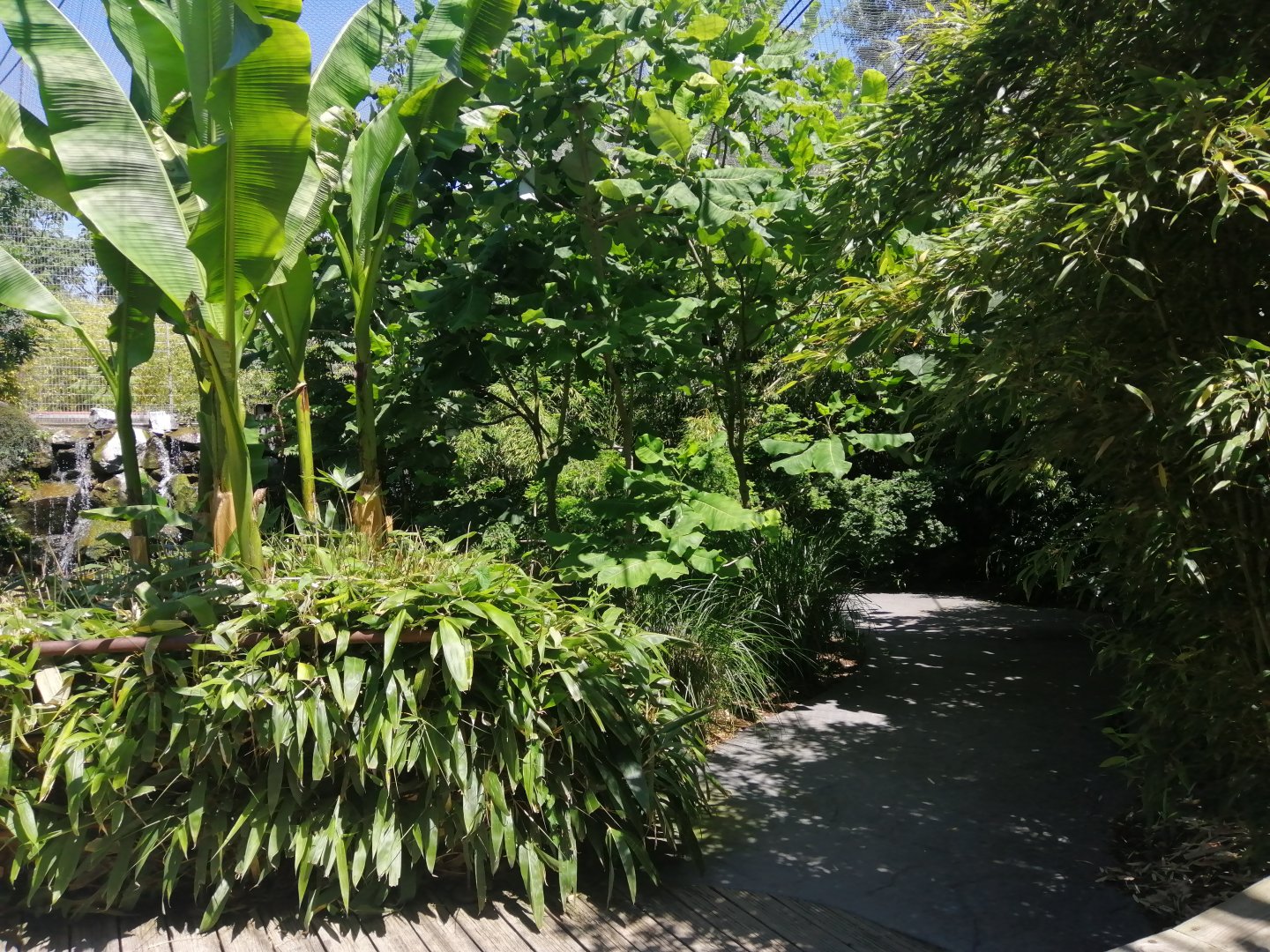 Jungle Aviary (Species list in comment)