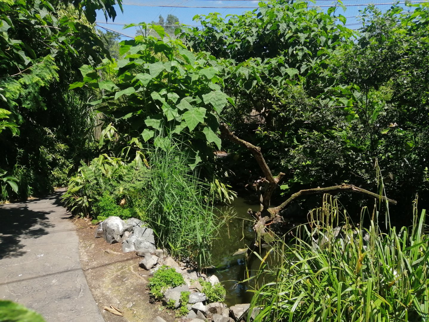 Jungle Aviary (Species list in comment)