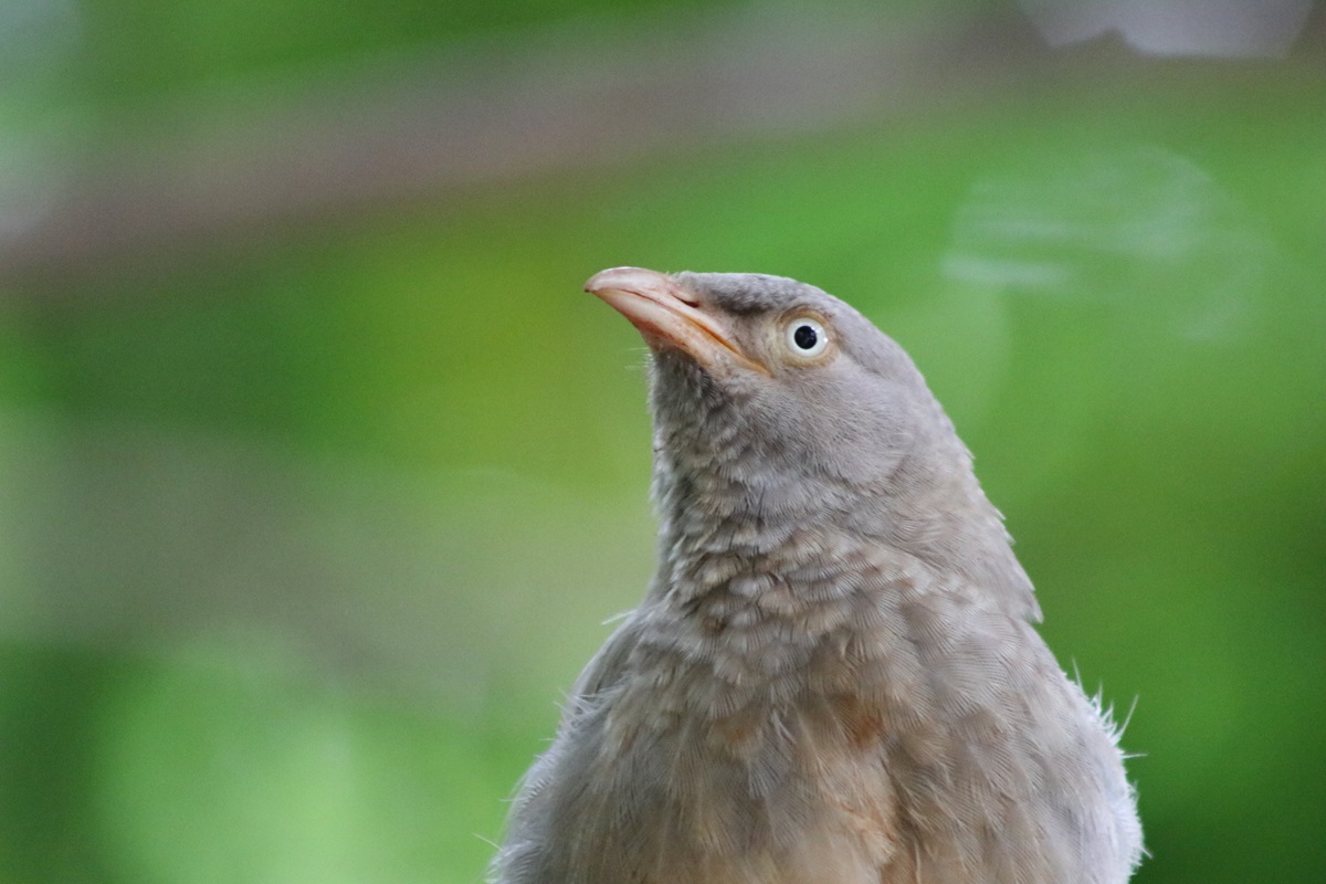 Jungle Babbler (Argya striata)
