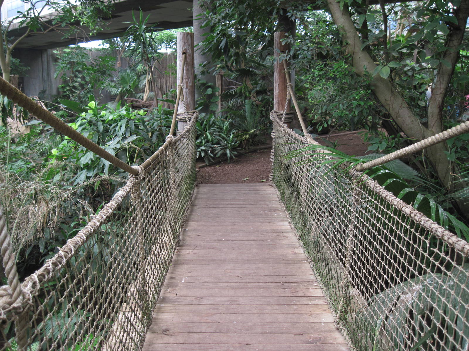 Jungle-Bridge