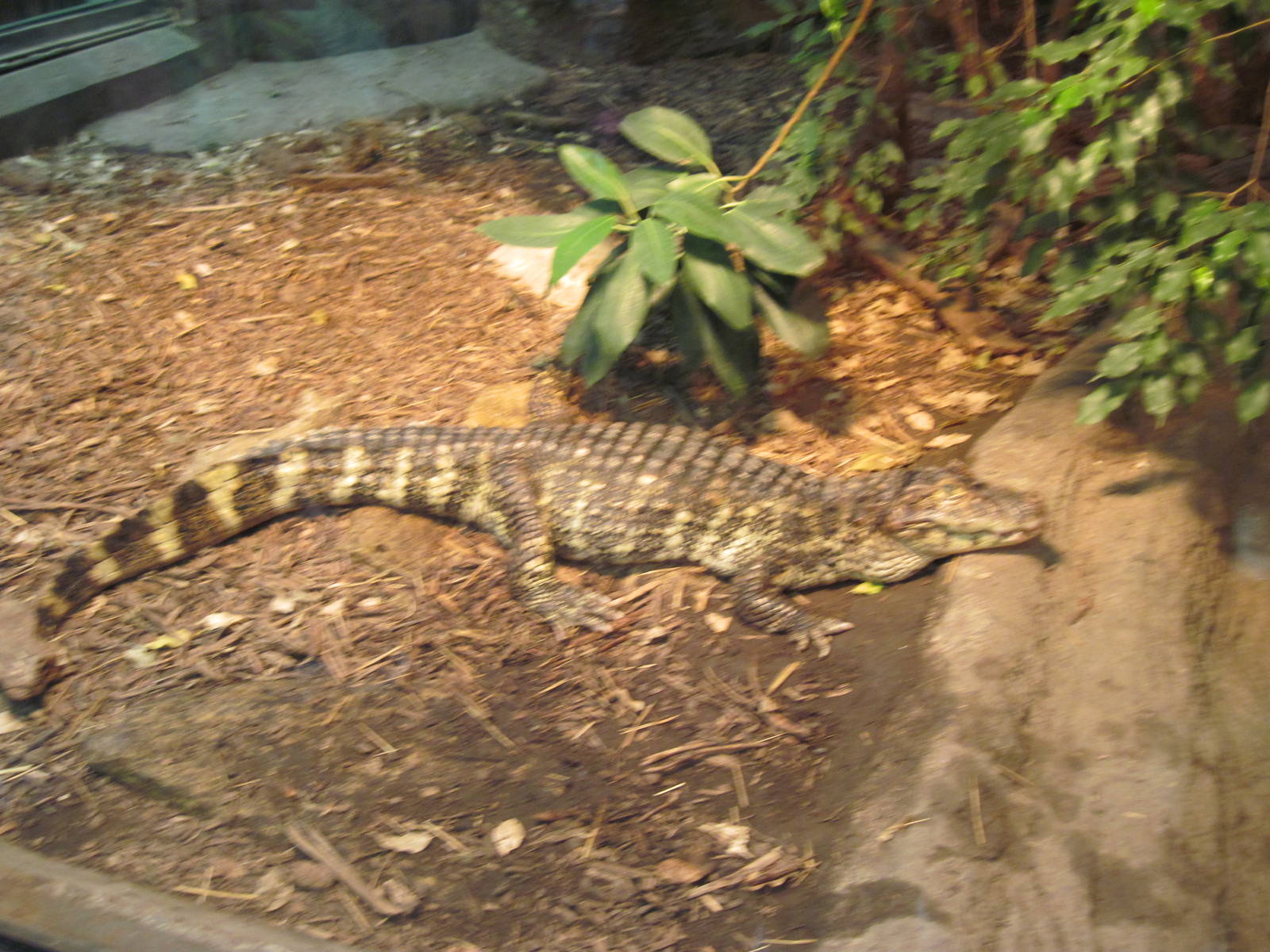 Jungle-Broad-nosed Caiman