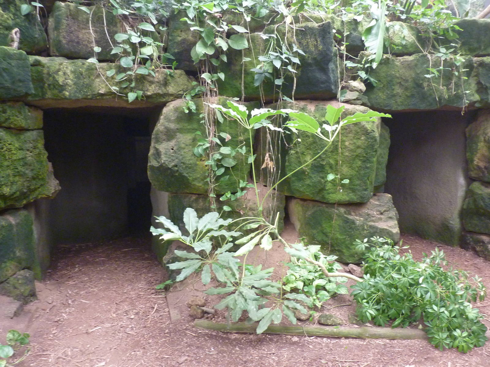 Jungle Building -Cave