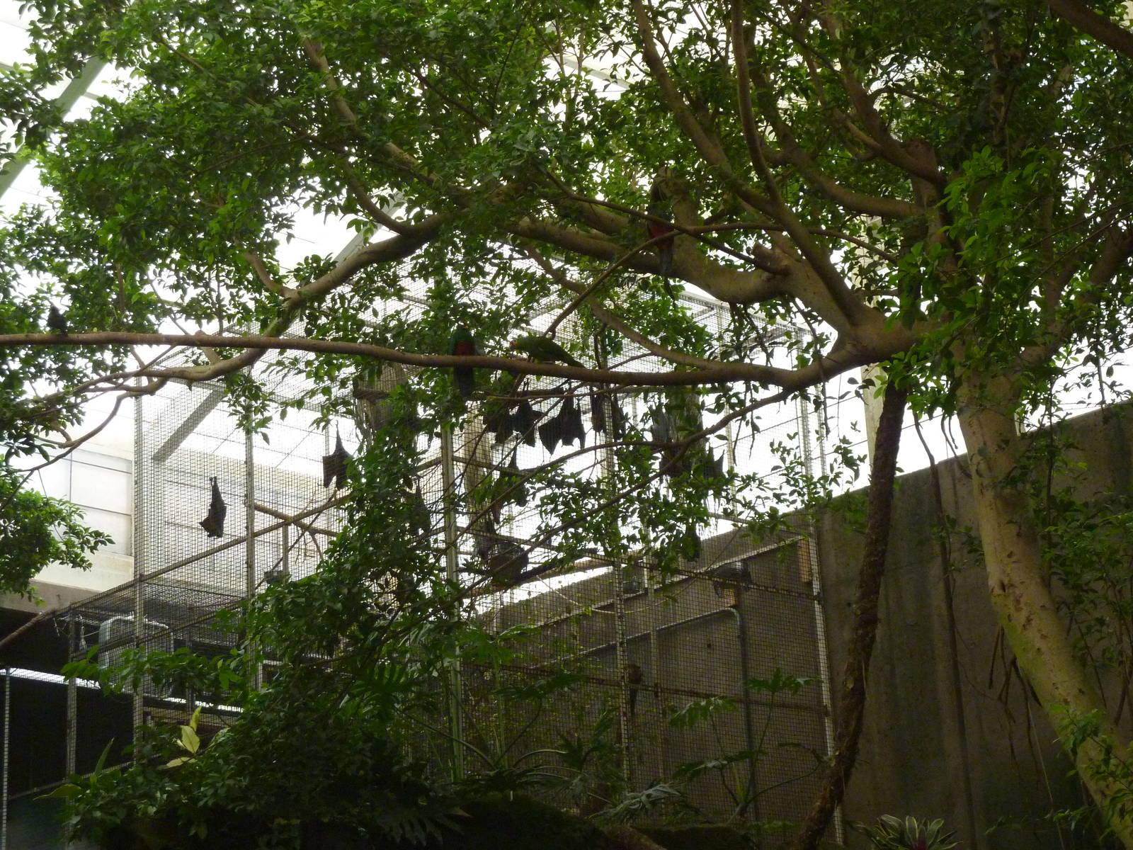 Jungle Building -Free-Ranging Fruit Bats