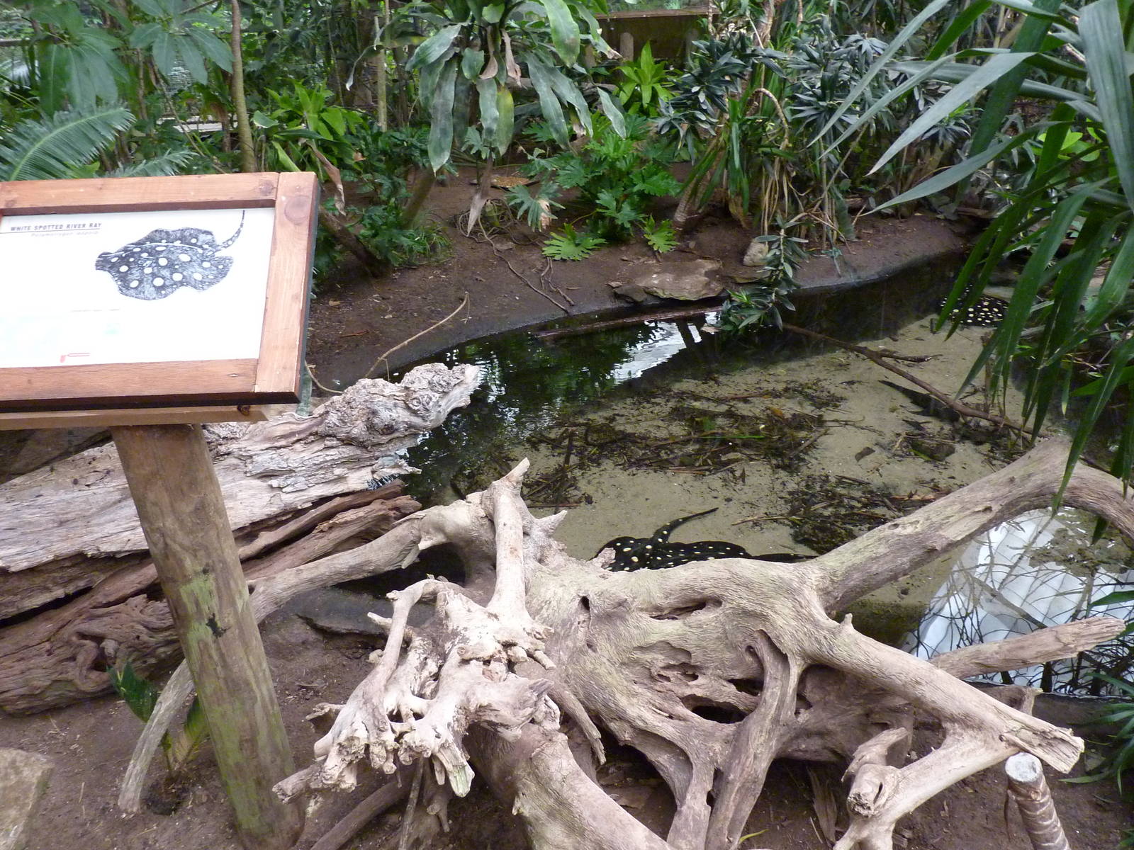Jungle Building -Freshwater Stingray Pool