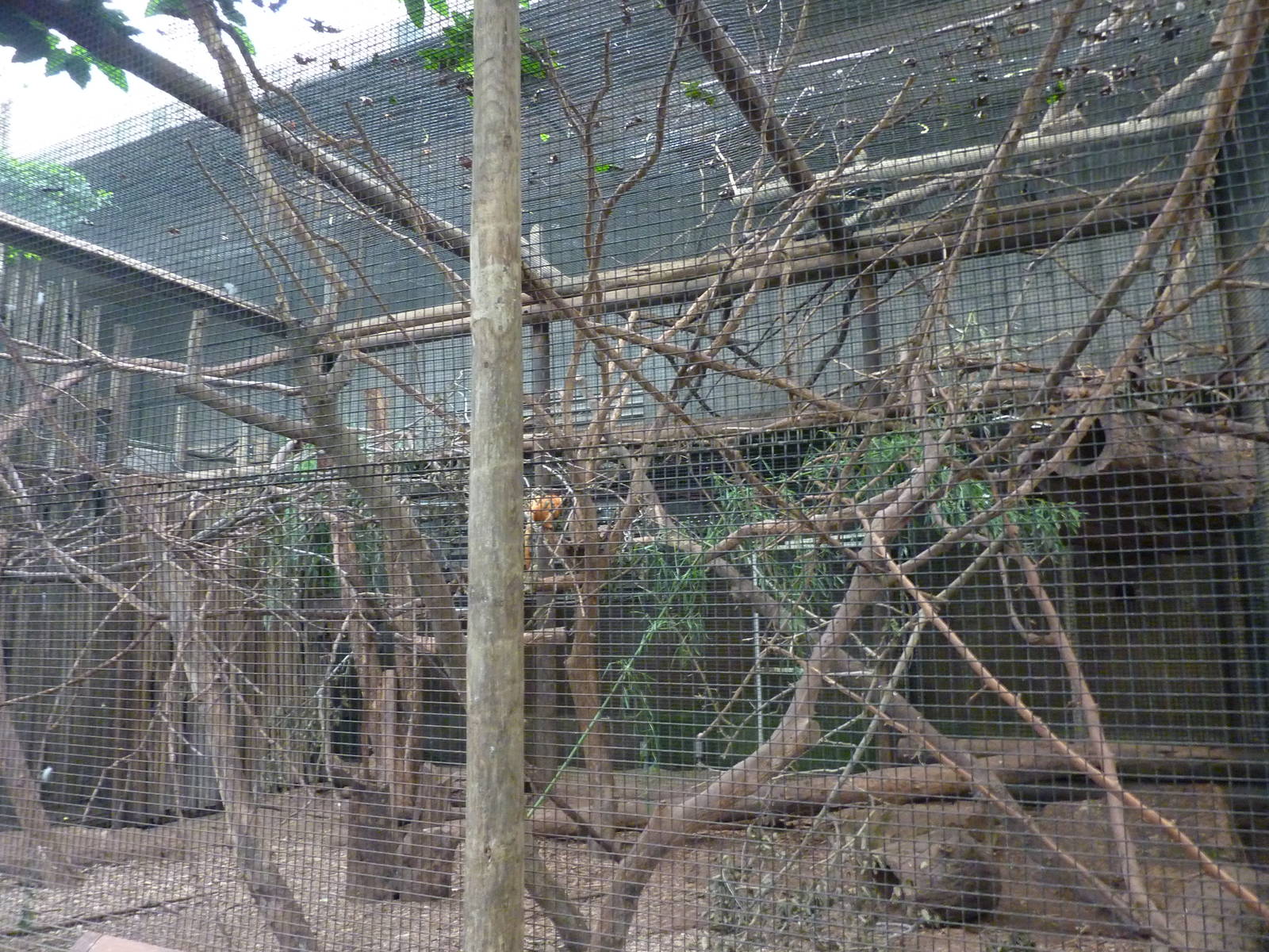 Jungle Building -Golden Lion Tamarin Exhibit