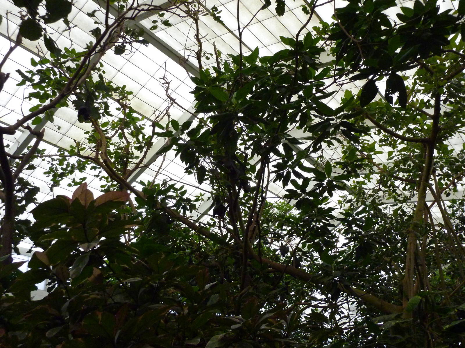 Jungle Building -Roof