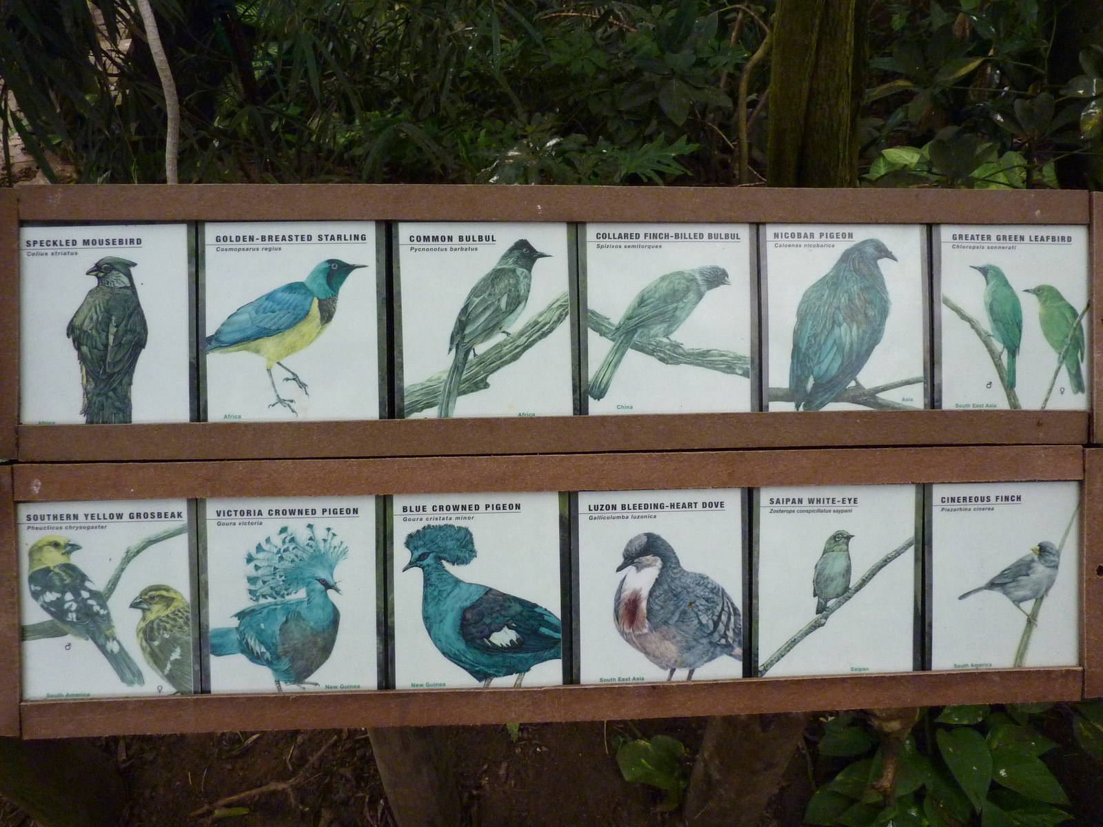 Jungle Building - Signage