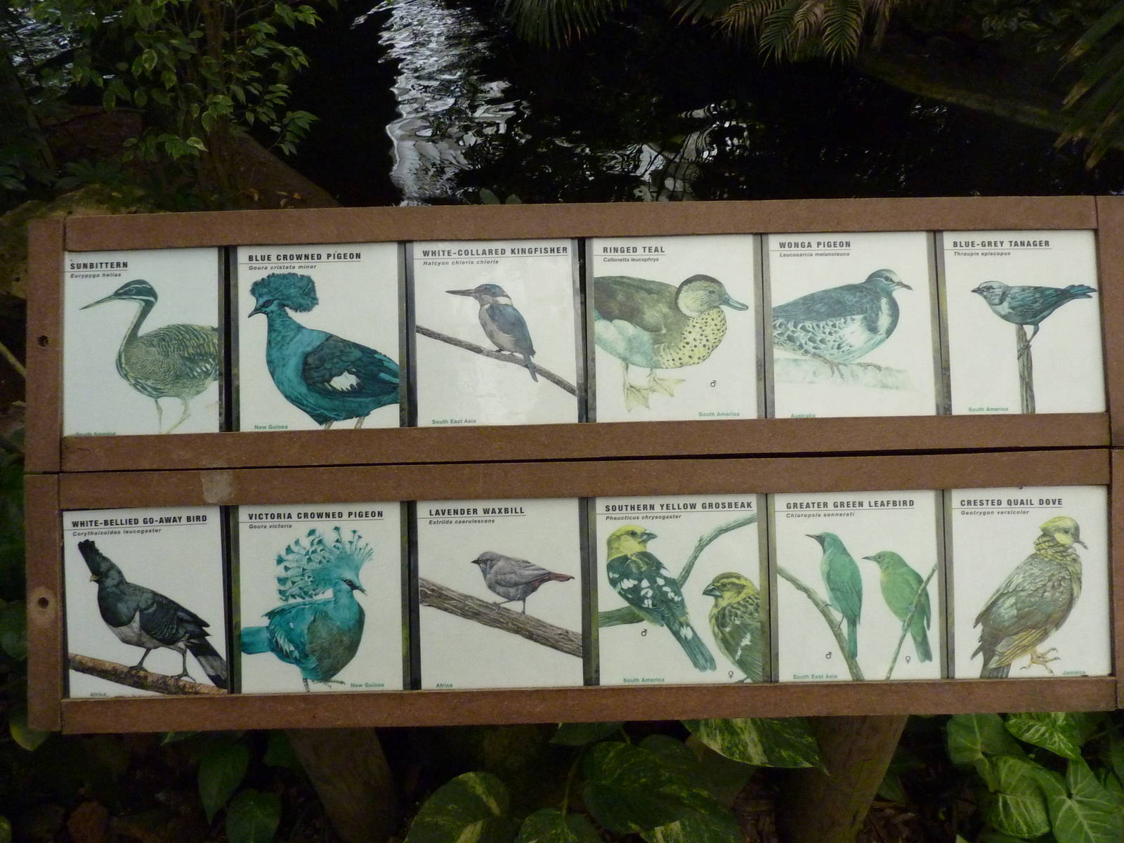 Jungle Building -Signage