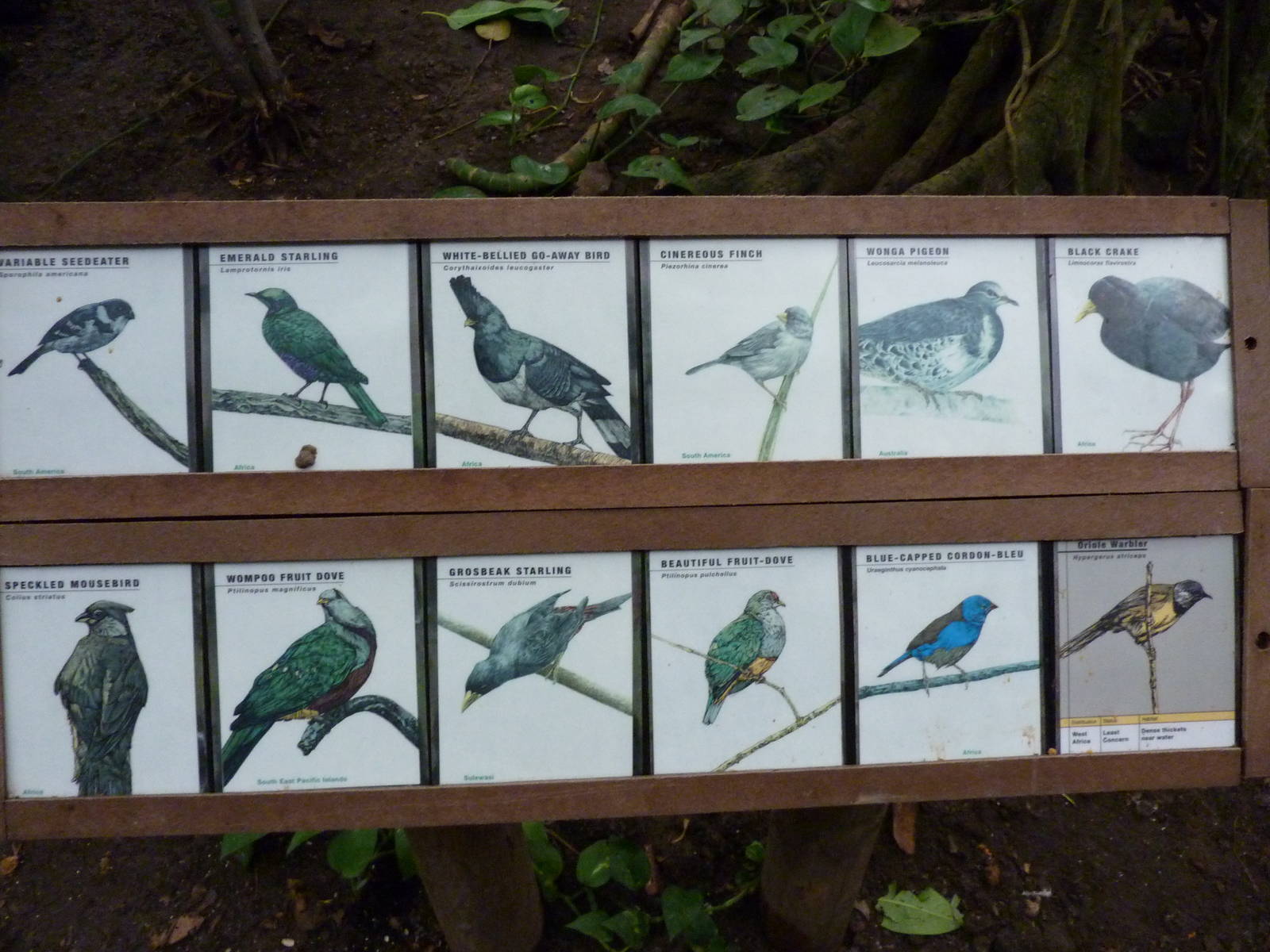 Jungle Building -Signage