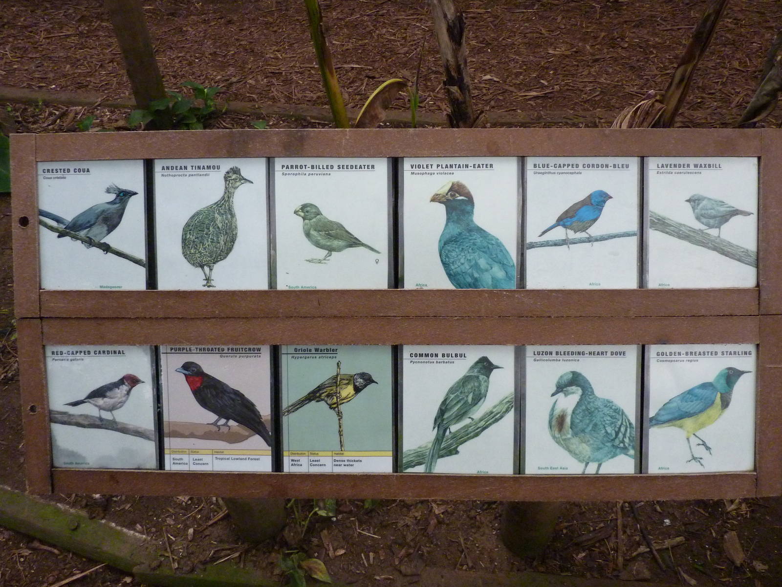 Jungle Building -Signage