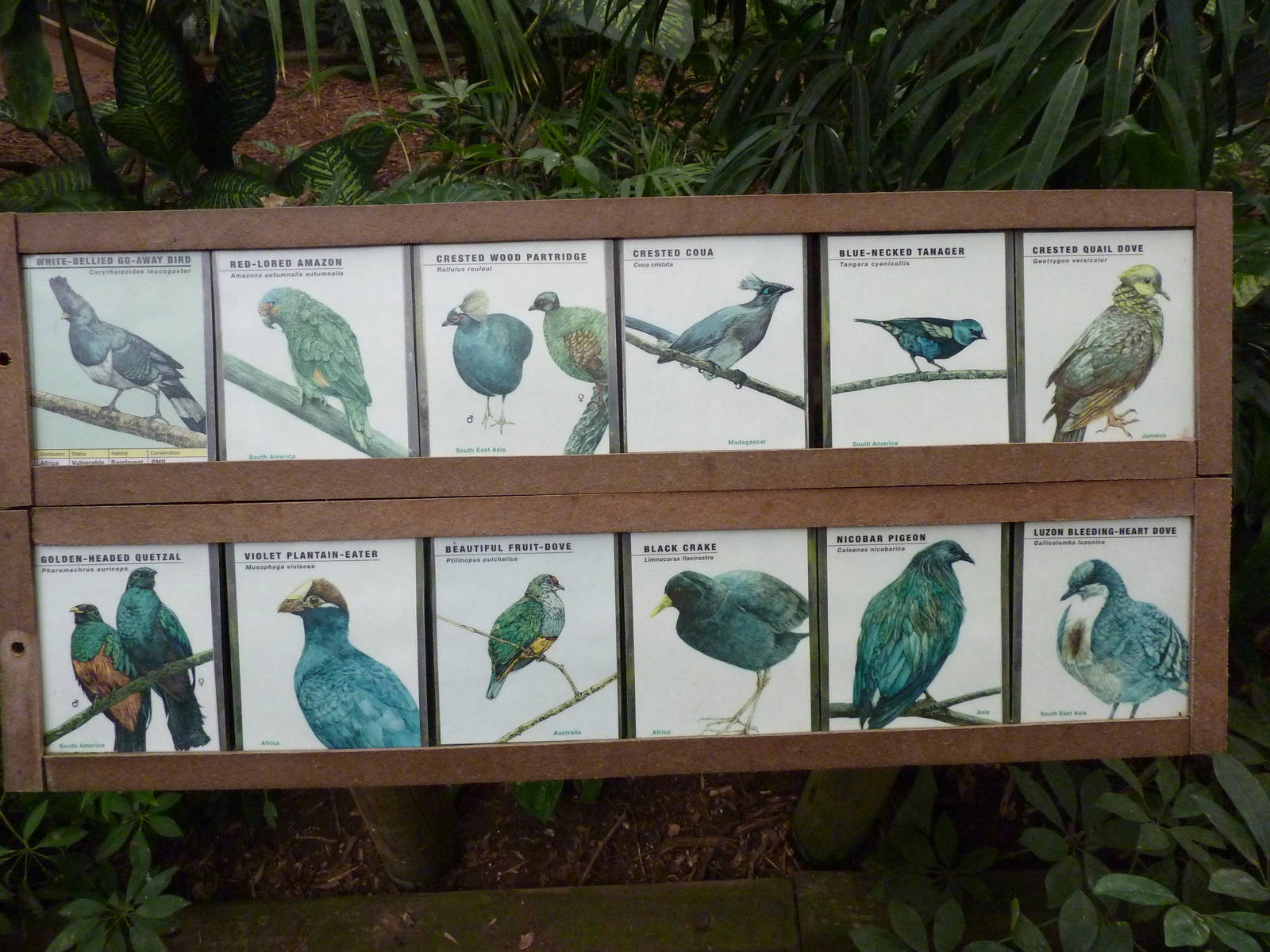 Jungle Building -Signage