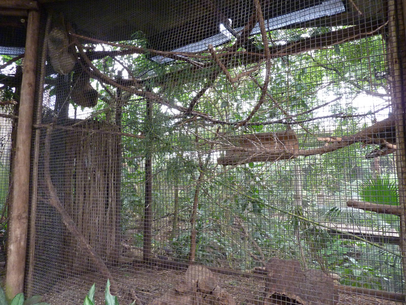 Jungle Building -Sloth/Tamandua Exhibit