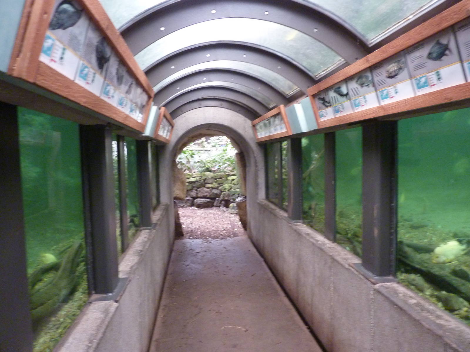 Jungle Building -Tunnel Through Freshwater Pool