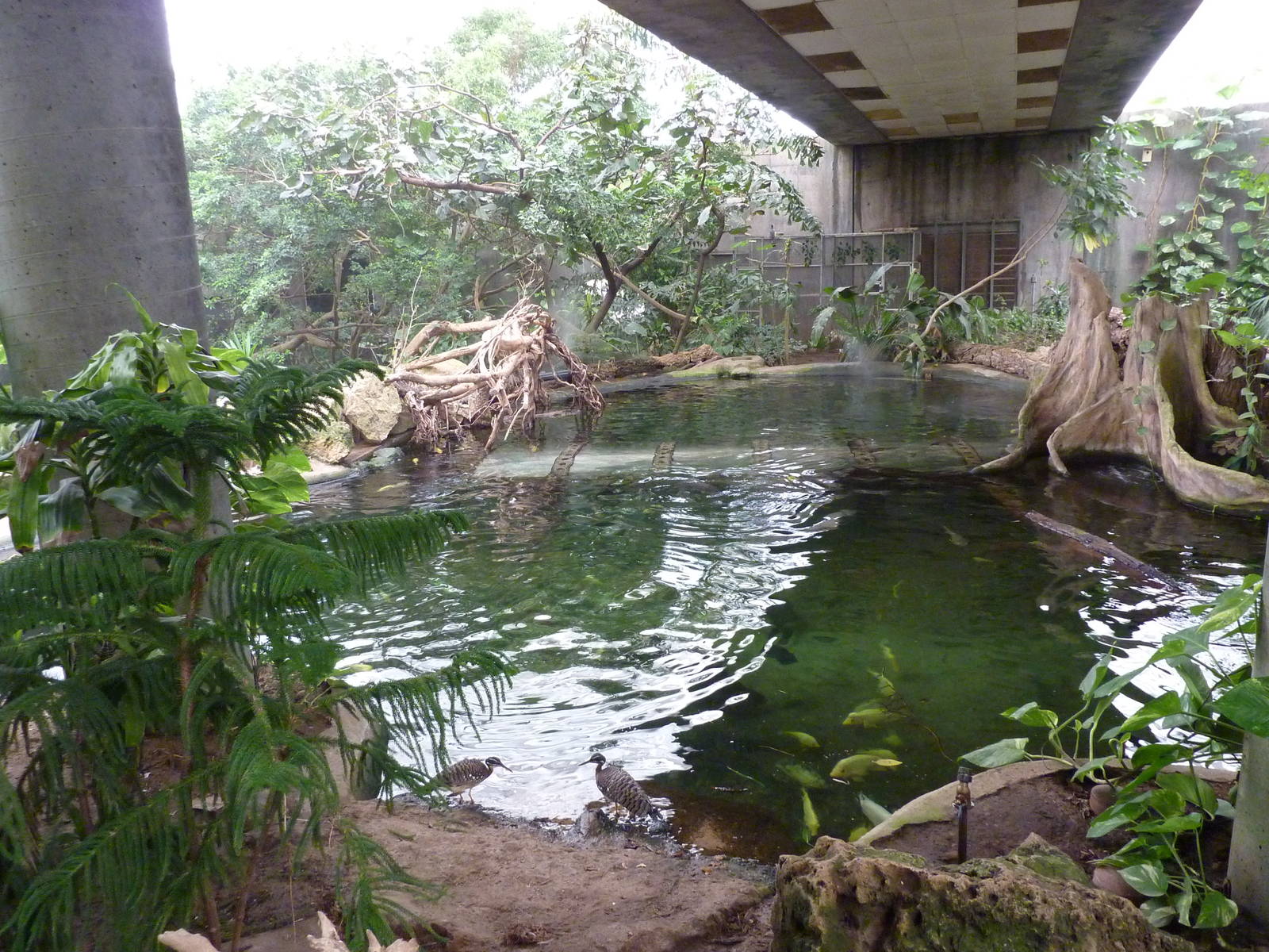 Jungle Building - Underwater Tunnel Pool
