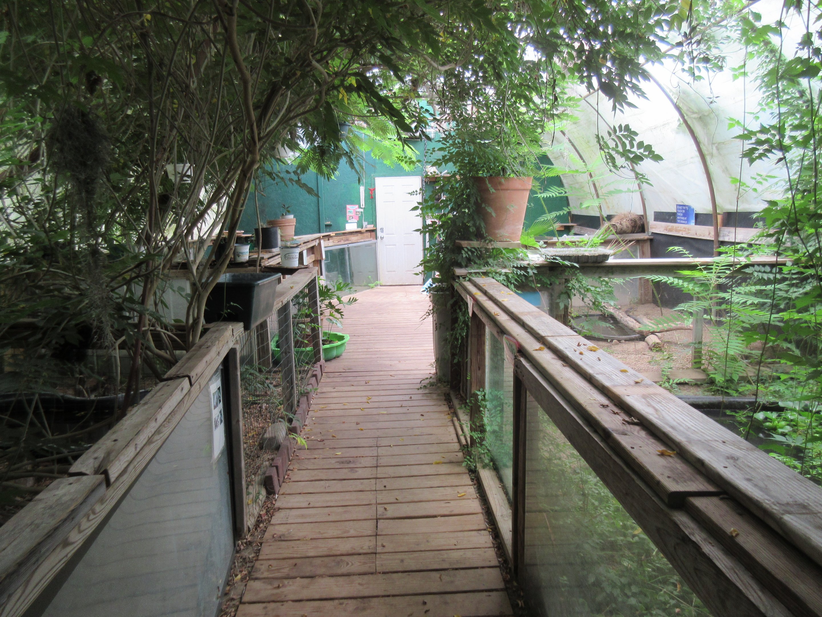 Jungle Building - with free-roaming tree frogs!