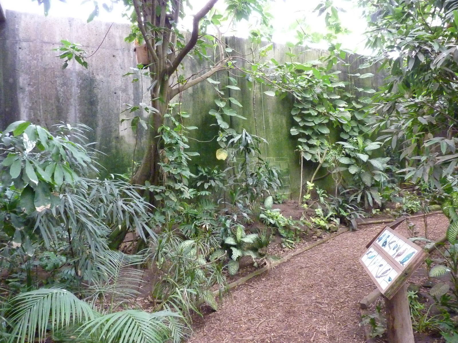 Jungle Building