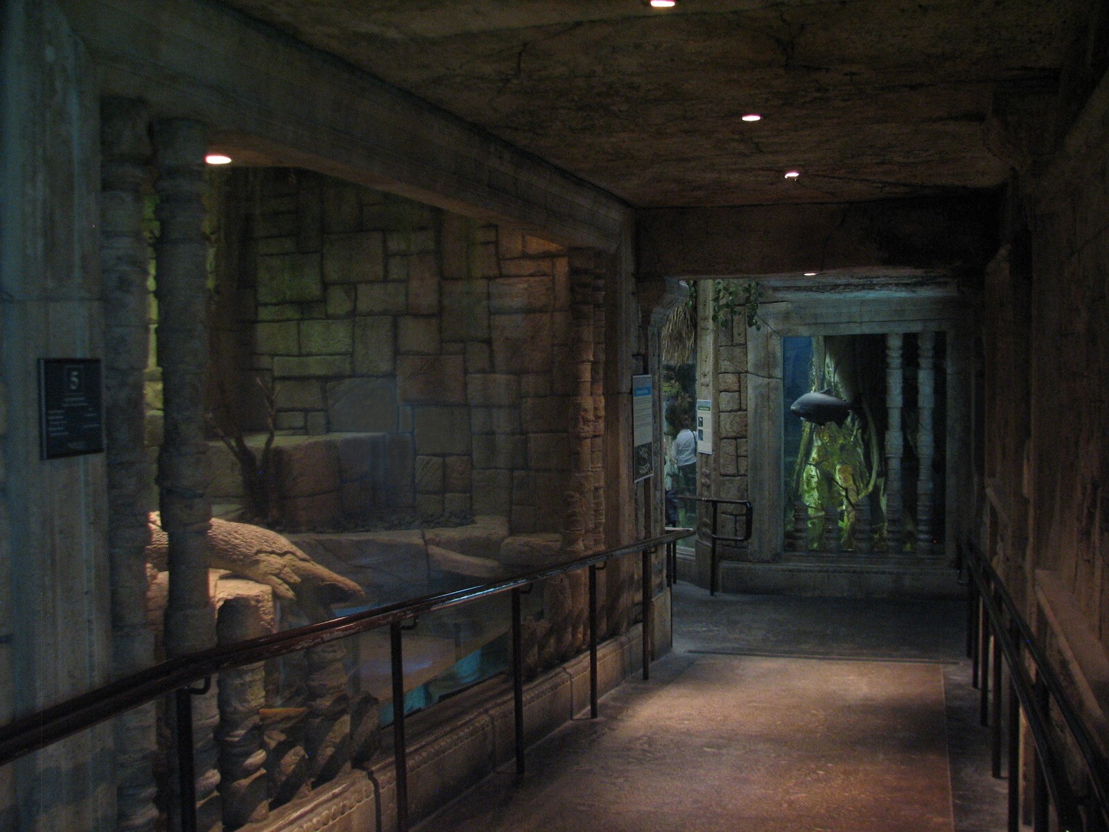 Jungle - Burmese Python, Asian Arrowana, Fly River Turtle, and Pignose Turt