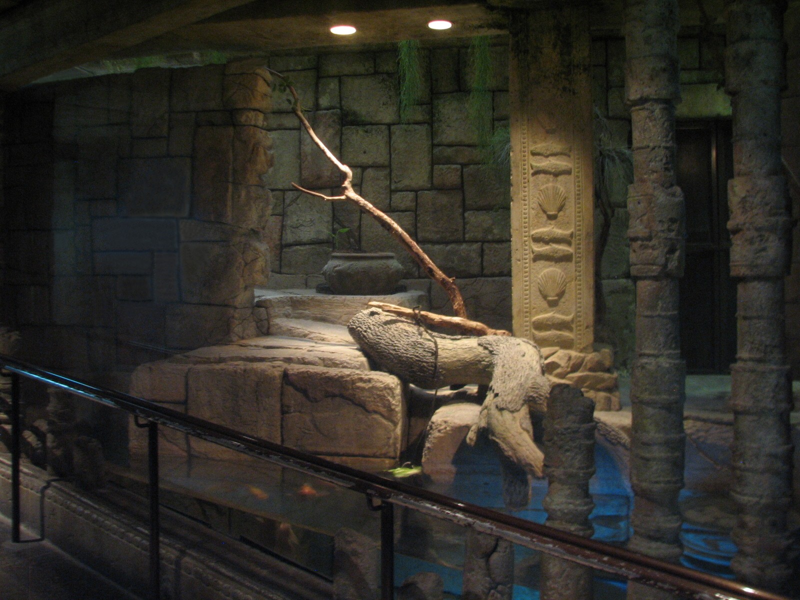 Jungle - Burmese Python, Asian Arrowana, Fly River Turtle, and Pignose Turt