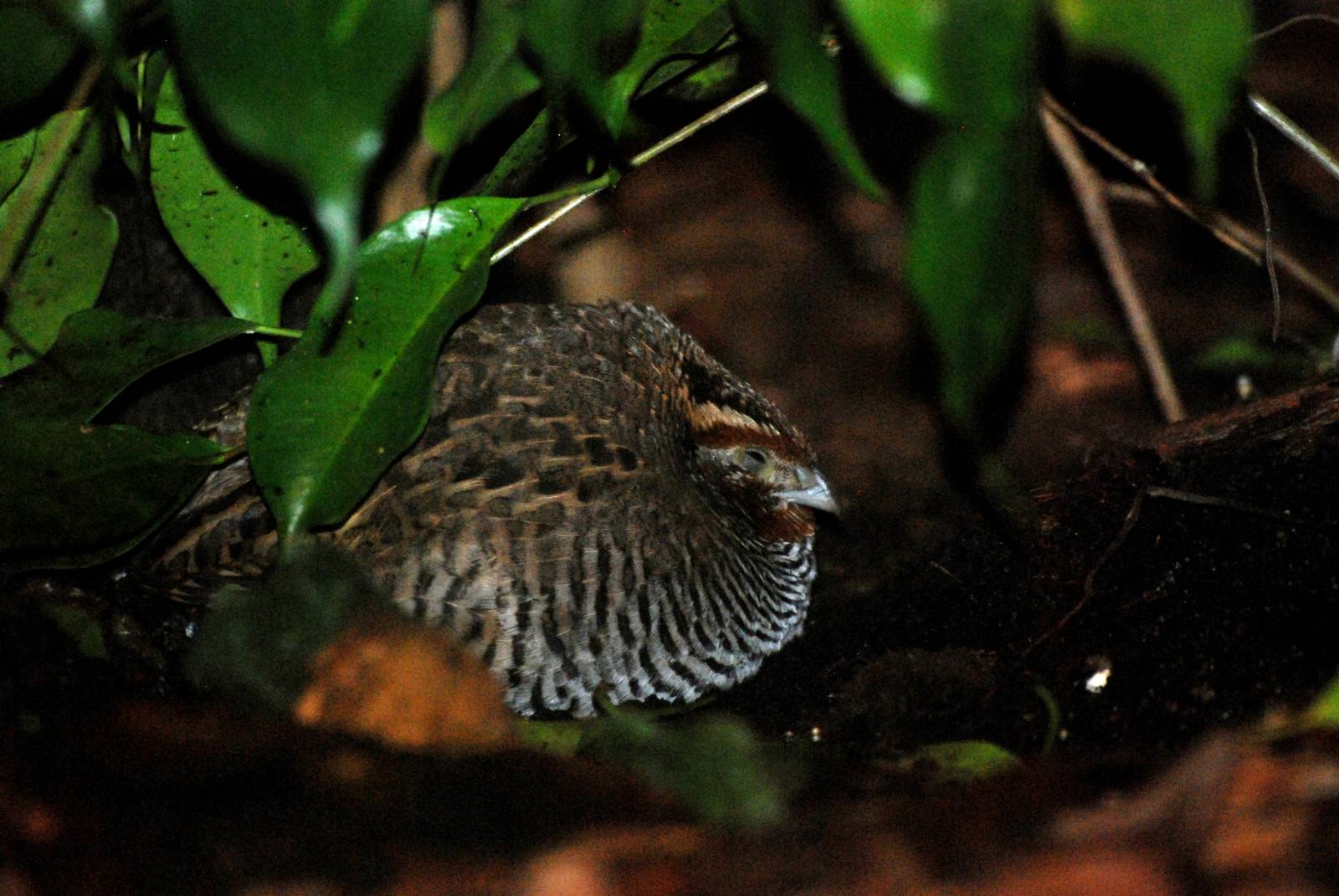 Jungle Bush-Quail at Walsrode, 22/03/13