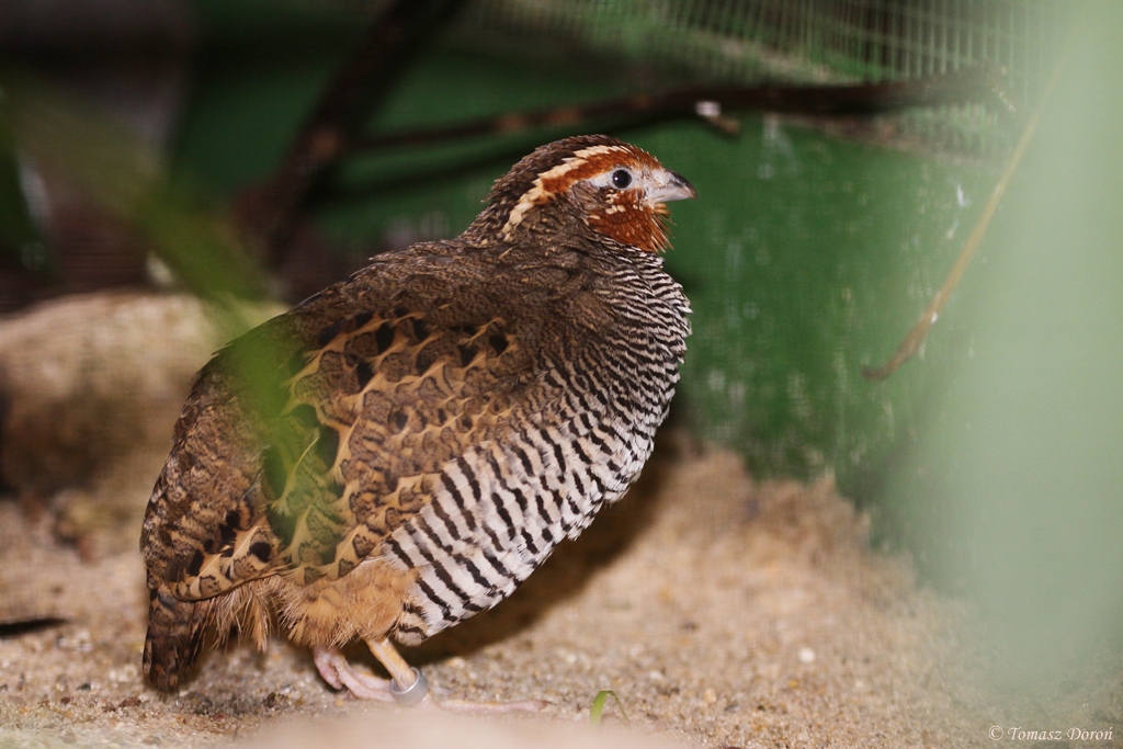 Jungle Bush Quail (Perdicula asiatica) male