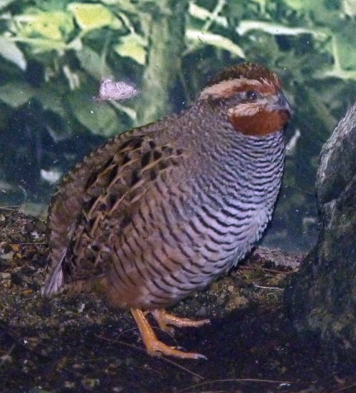 Jungle bush quail (Perdicula asiatica)