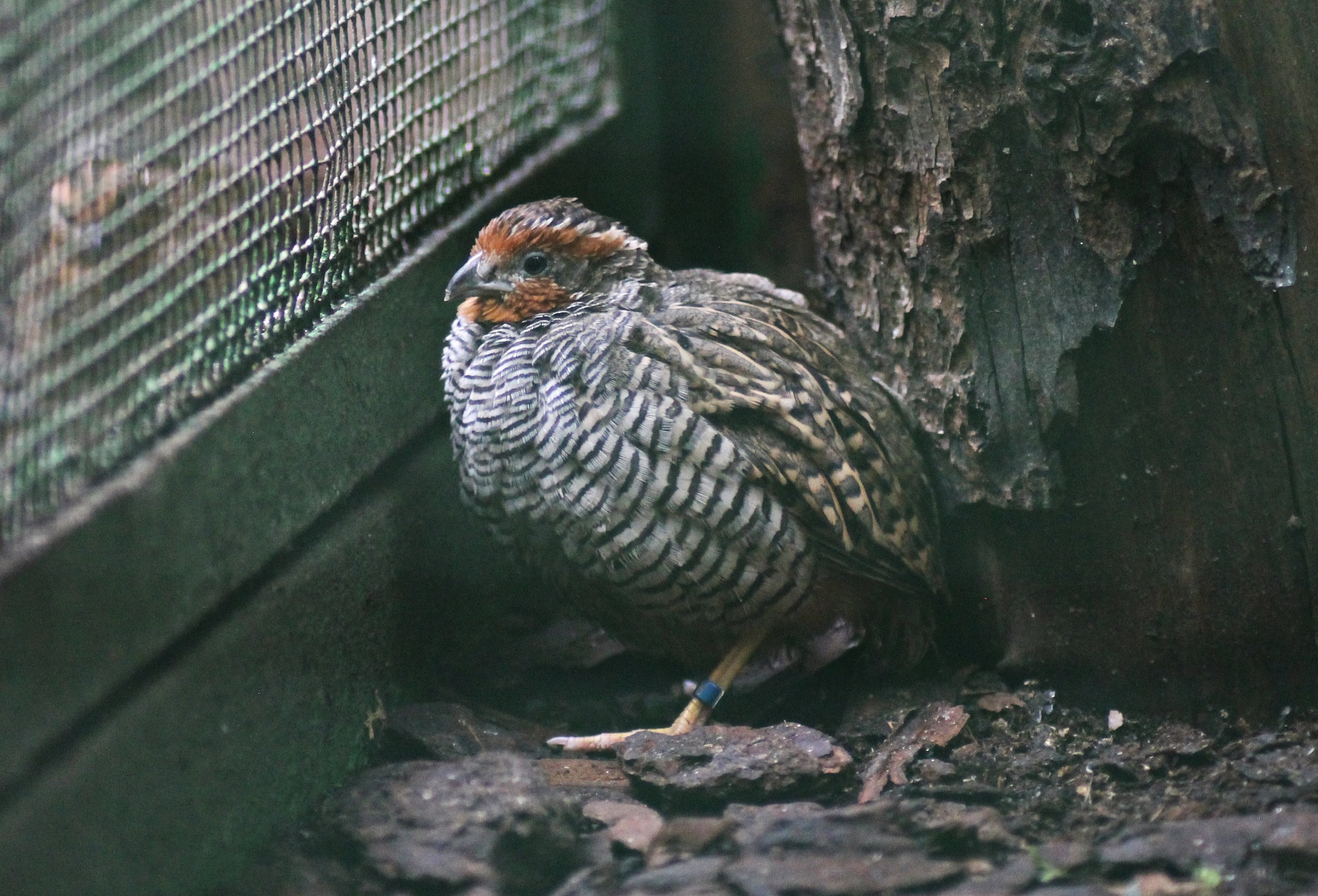 Jungle bush quail (Perdicula asiatica)
