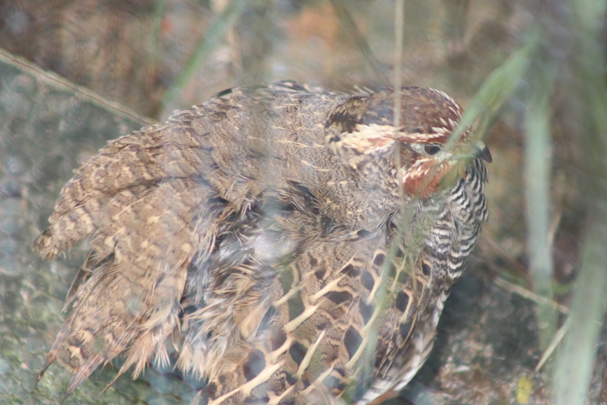 Jungle Bush-quail (Perdicula asiatica)