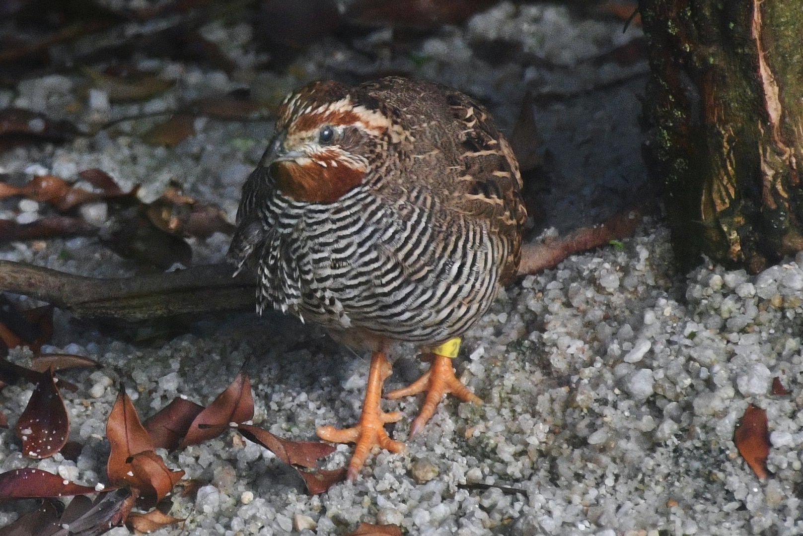 Jungle Bush Quail (Perdicula asiatica)