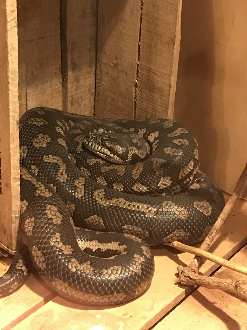 Jungle carpet python 251019