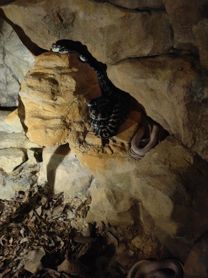 Jungle Carpet Python And Cave Racers