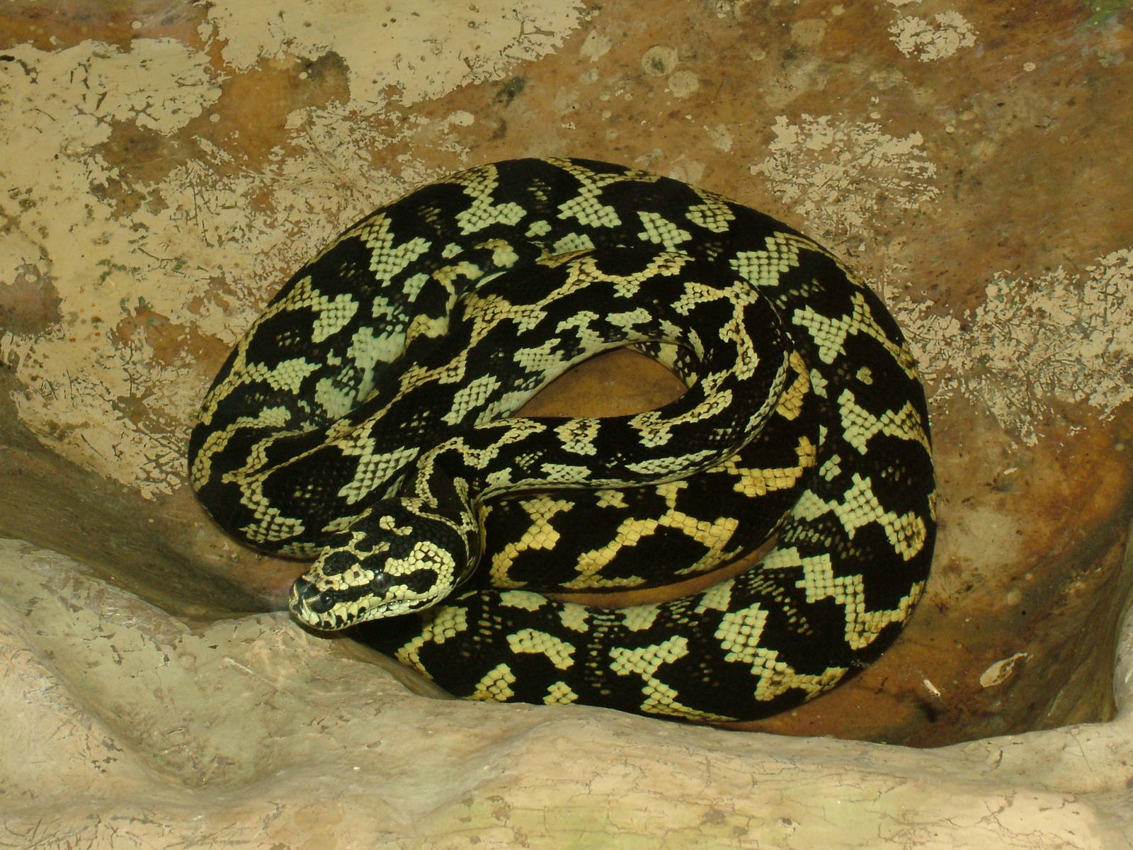 Jungle Carpet Python at Lisbon Zoo, 24/05/11