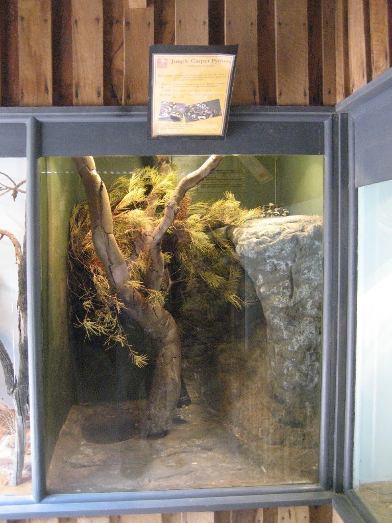 Jungle Carpet Python enclosure