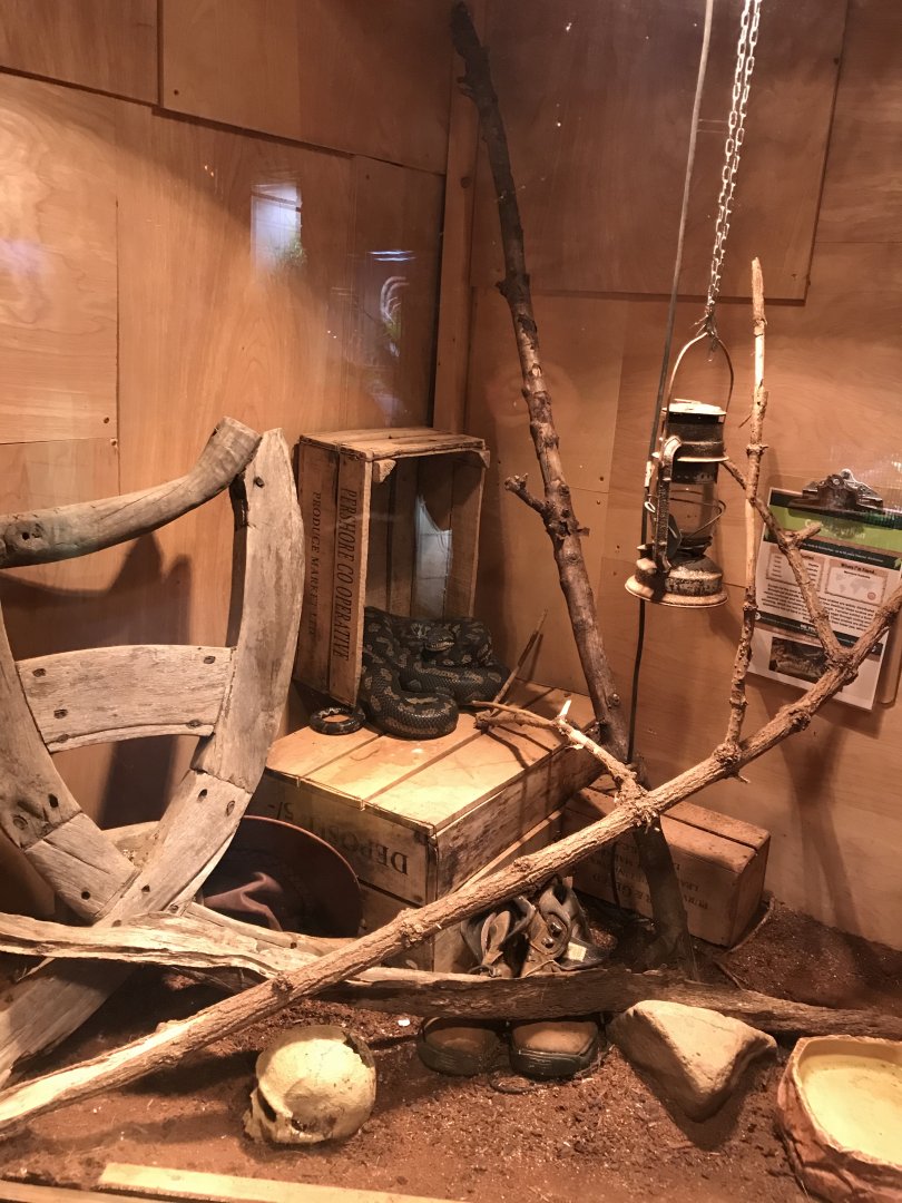 Jungle carpet python exhibit 251019