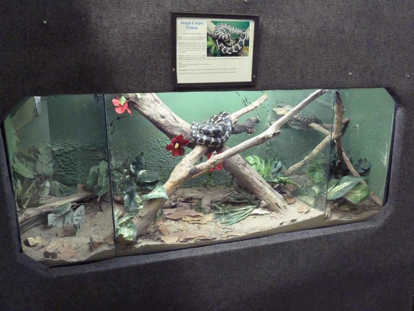 Jungle Carpet Python Exhibit
