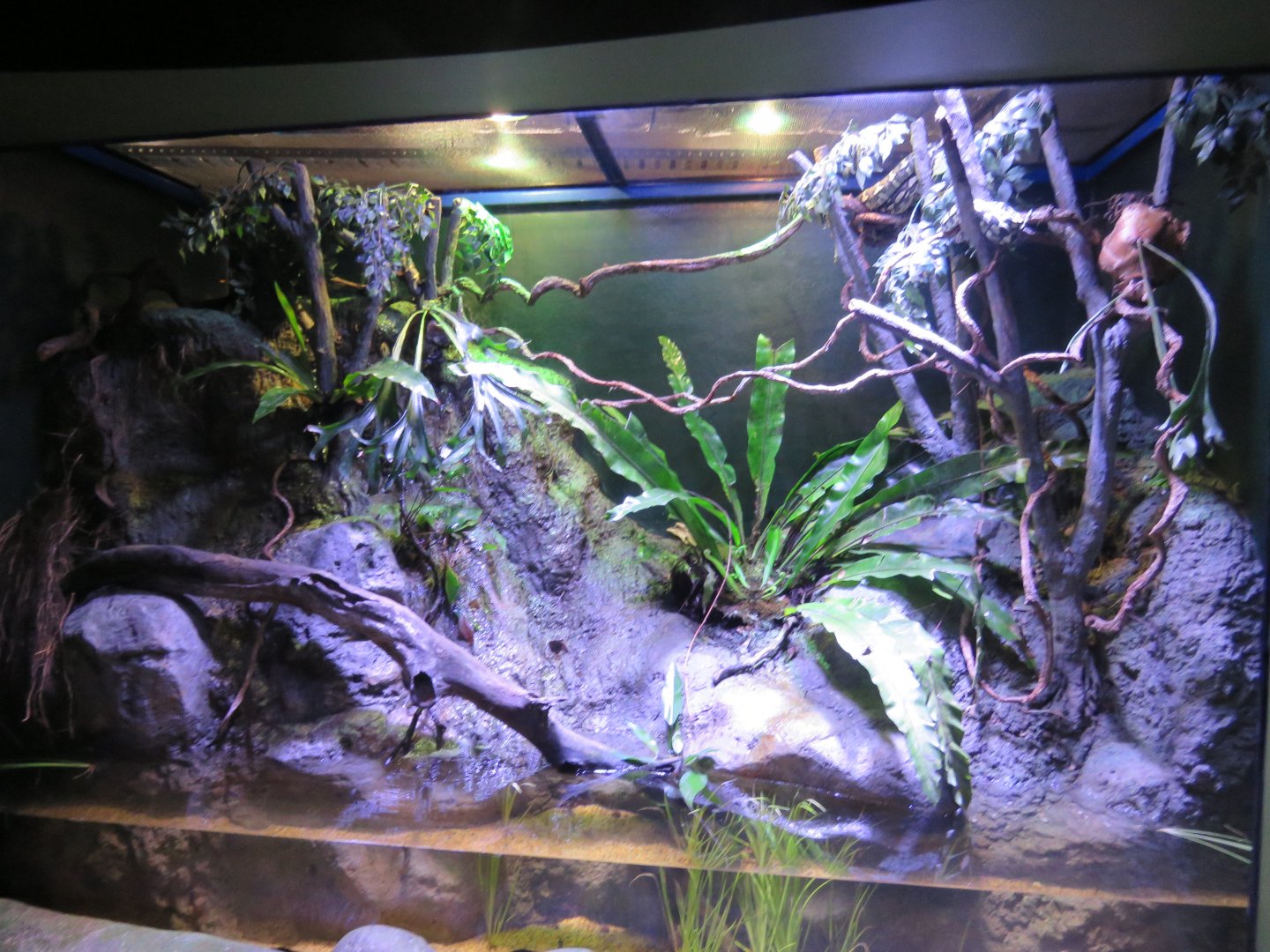 Jungle Carpet Python Exhibit