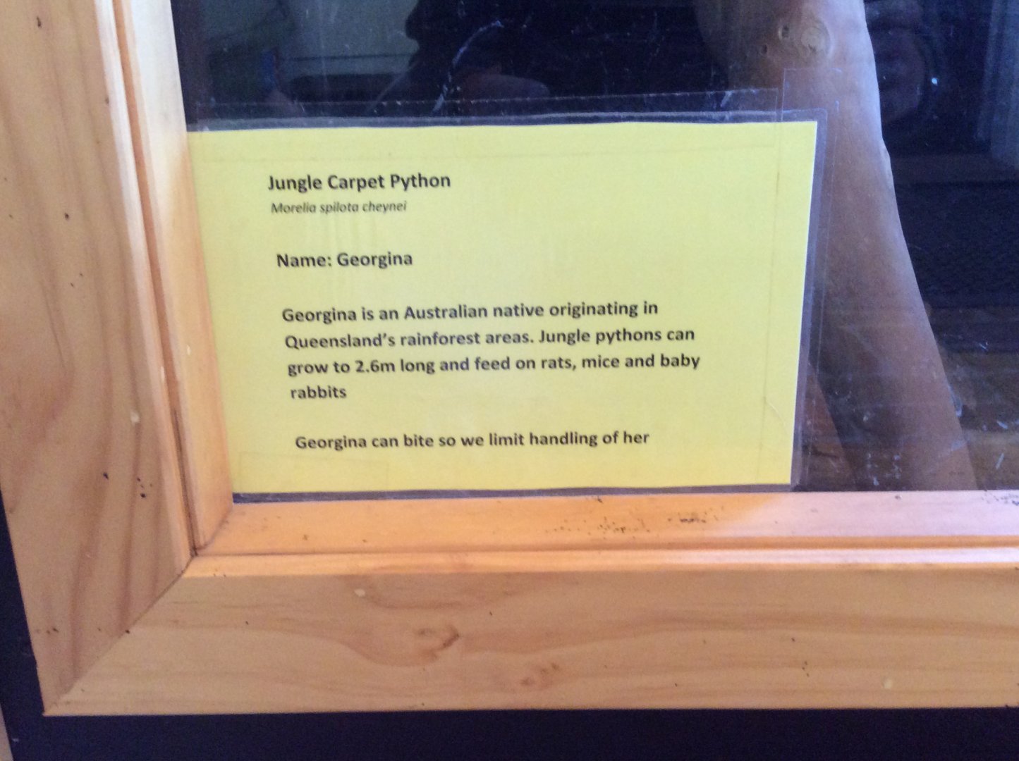 Jungle carpet python info