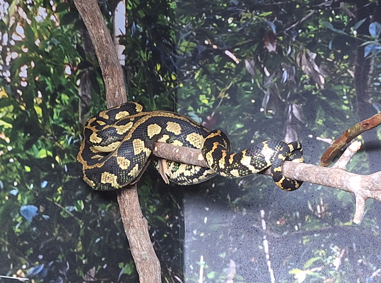 Jungle Carpet Python (Morelia spilota cheynei) - Cairns Koalas and Creatures