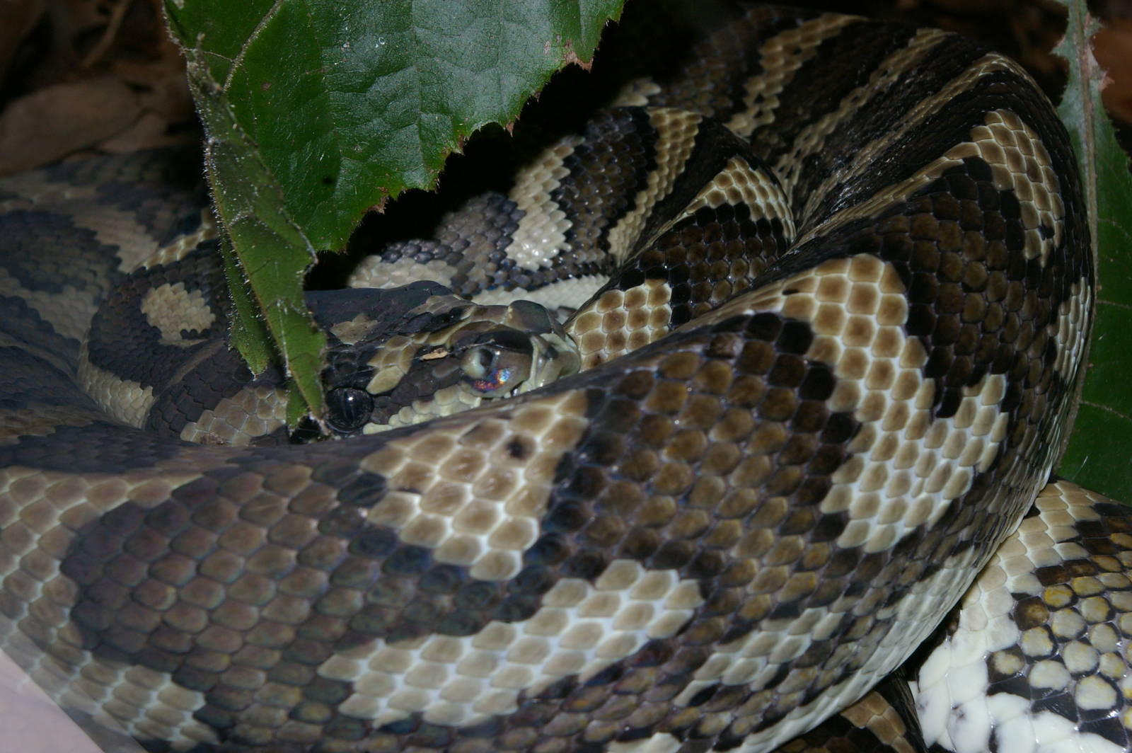jungle carpet python (Morelia spilota cheynei)