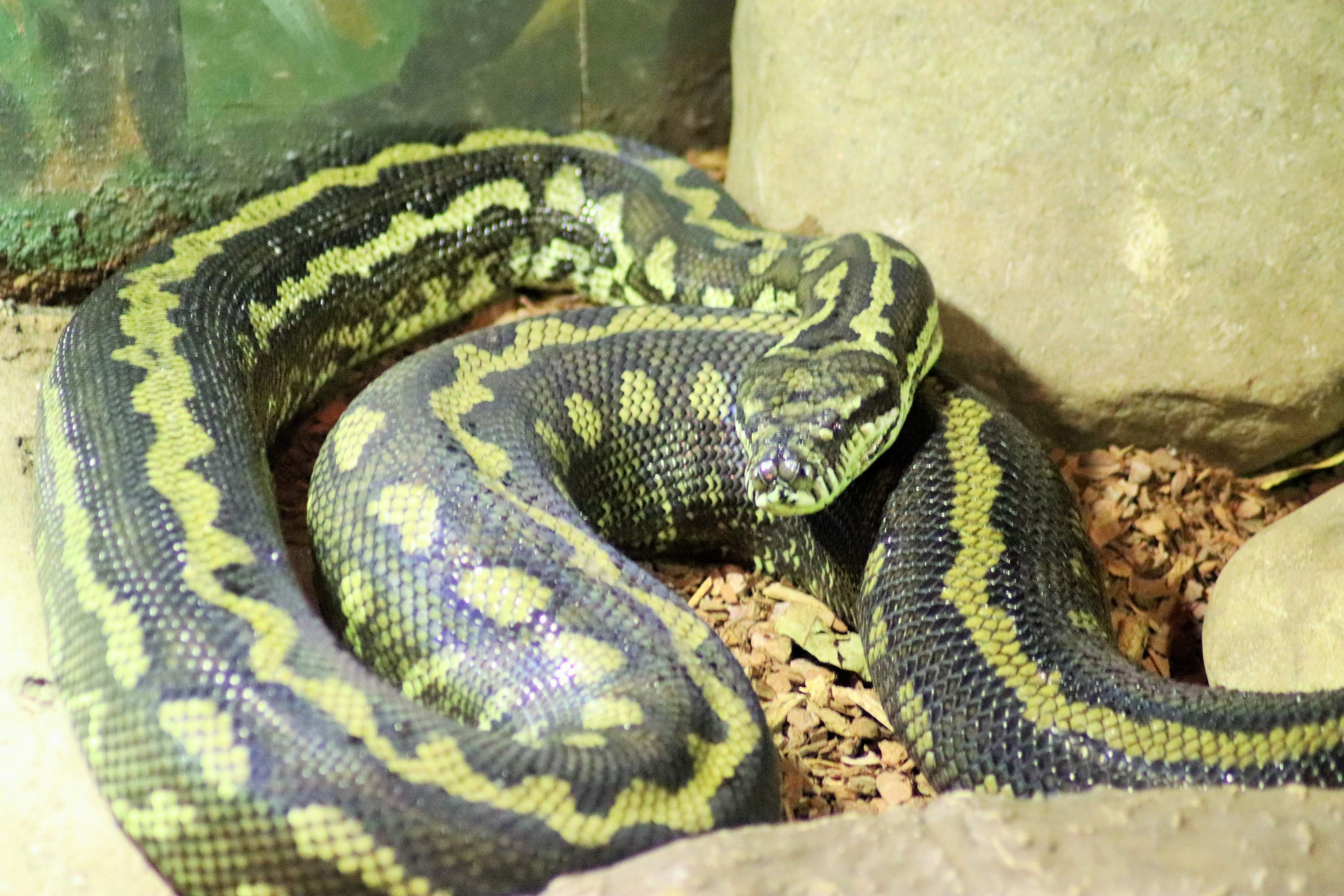 Jungle Carpet Python (Morelia spilota cheynei)
