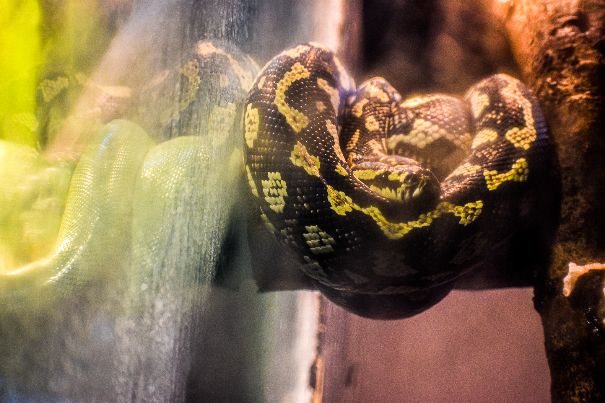 Jungle Carpet Python (Morelia spilota cheynei)